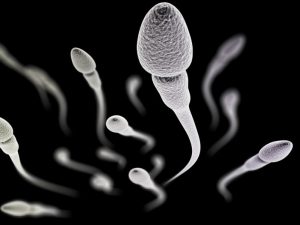 اسپرم زنده داخل رحم و ارتباط آن با بارداری دوران قاعدگی